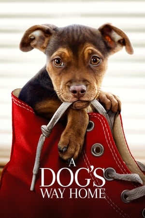 A Dogs Way Home (2019) Dual Audio | Dubbed Hindi Movie Web-DL 300MB